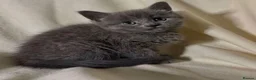 Russian Blue cats for sale: X2 purebred Russian Blue kittens - Ready to leave - Advert 9