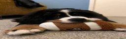 Bernese Mountain Dog dogs for sale: Buzz - Male Bernese Mountain Dog 20 months in Market Harborough - Advert 14