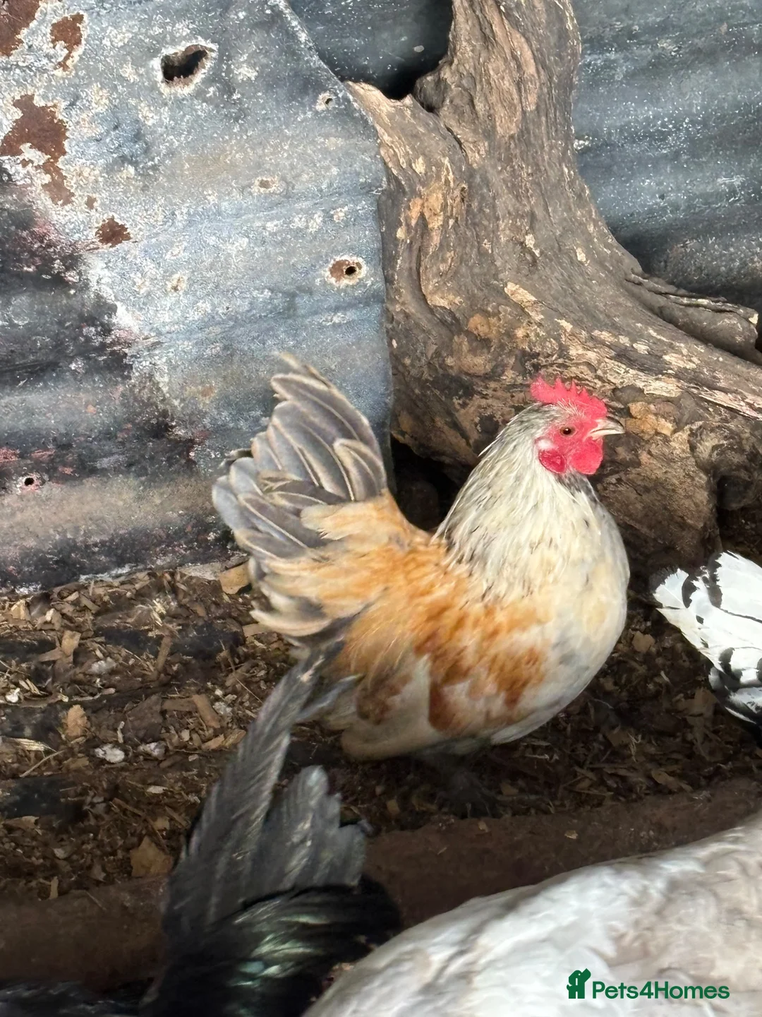 Mixed Breed poultry for sale: Variety of poultry available - Advert 5