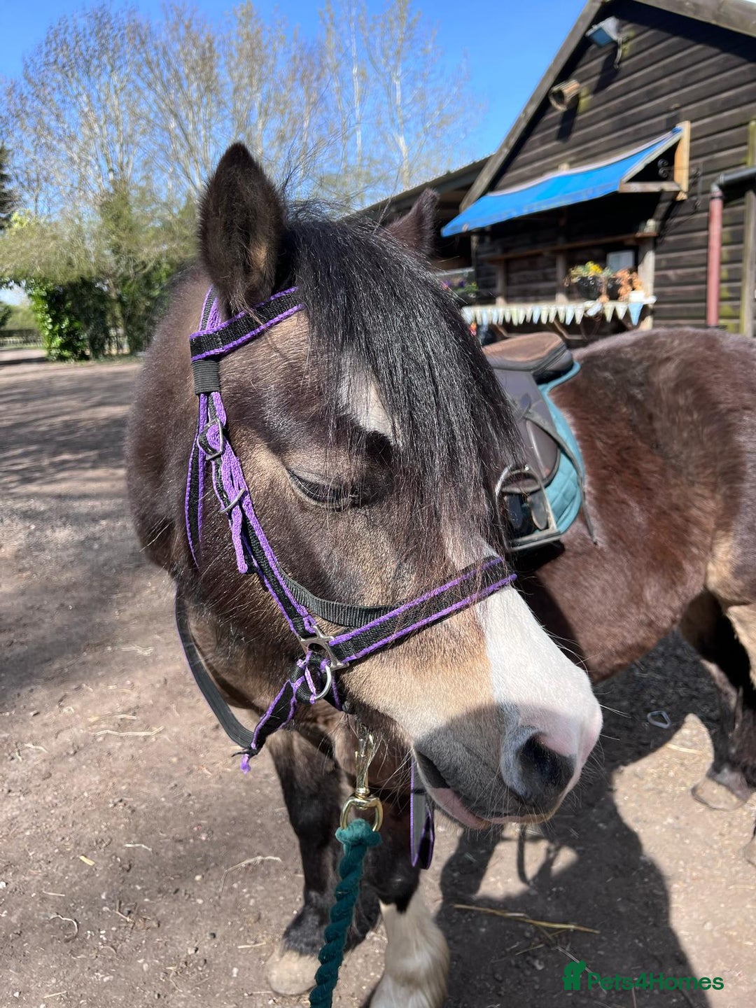 Welsh Section A horses for sale: welsh section A 12hh - Image 3