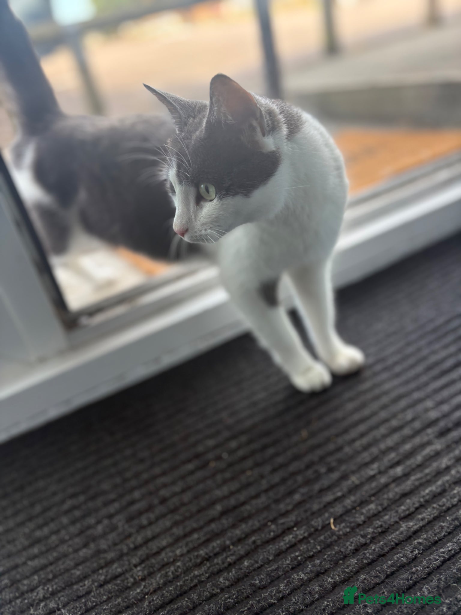 Domestic Shorthair cats 2 male kittens for sell  - Advert 15