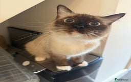 Ragdoll cats for sale: 1 year old Ragdoll cat needing a new home - Image 6