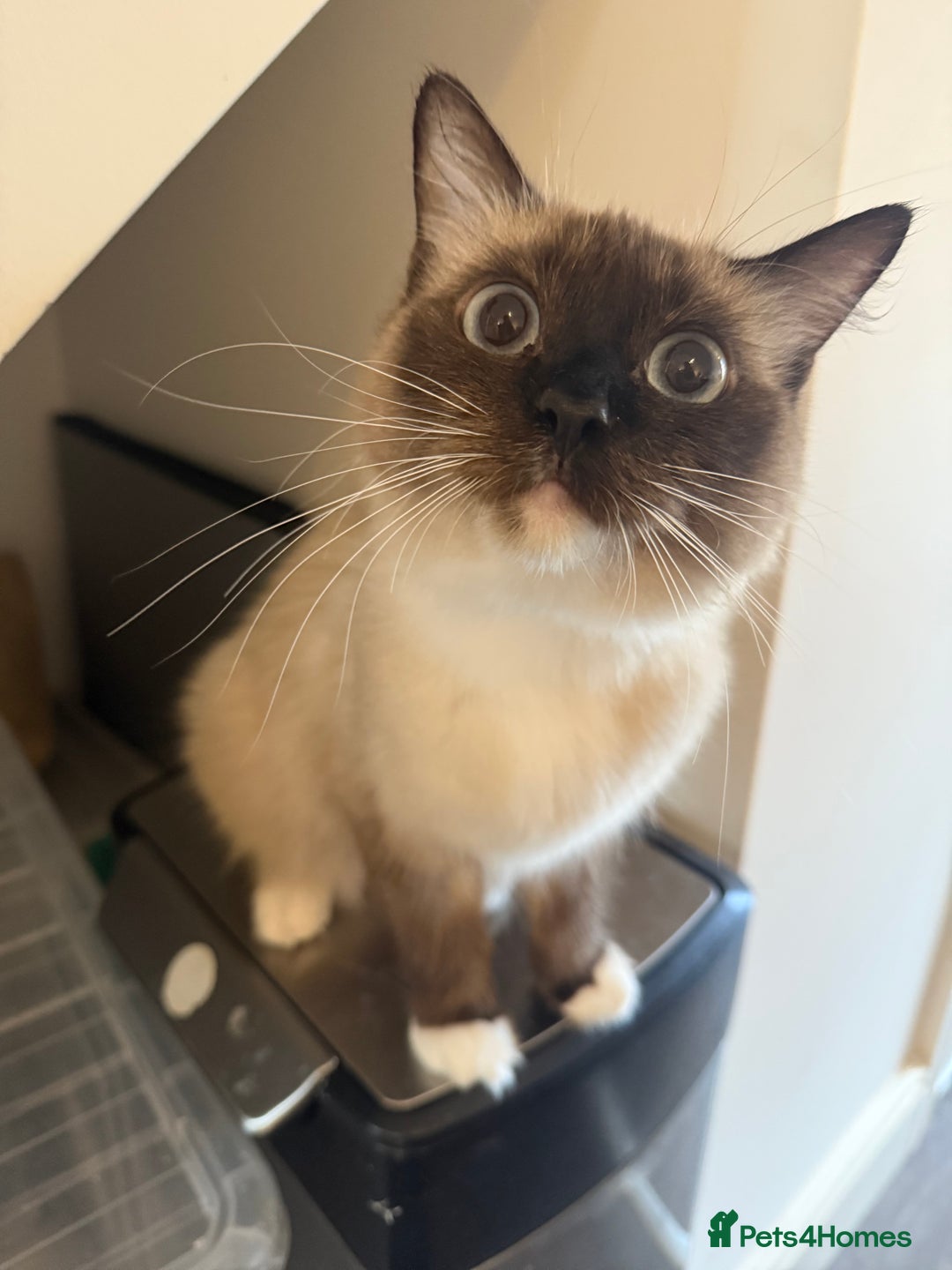 Ragdoll cats for sale: 1 year old Ragdoll cat needing a new home - Image 6