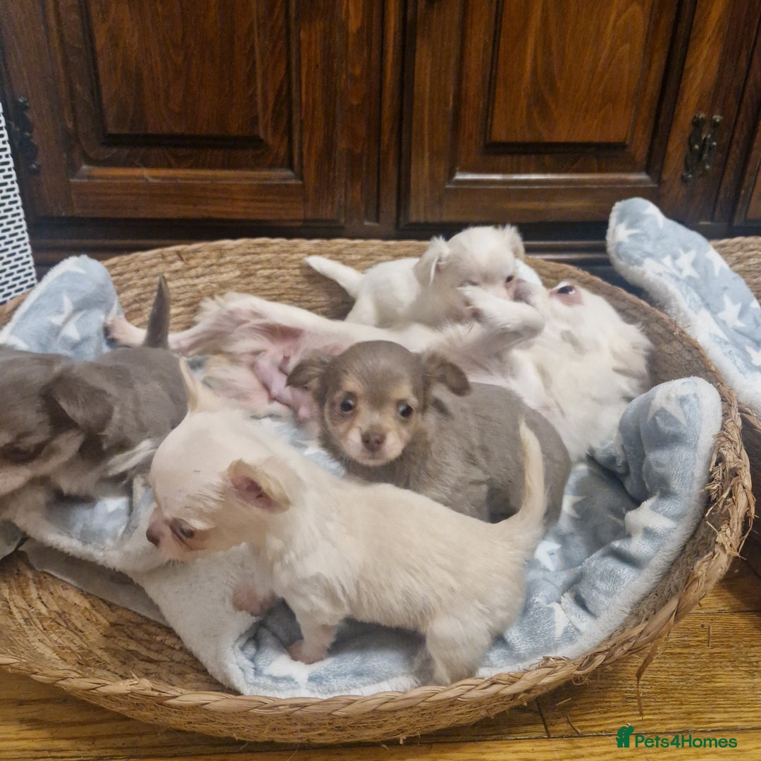 Chihuahua dogs for sale: Long coat chihuahua puppies - Advert 11