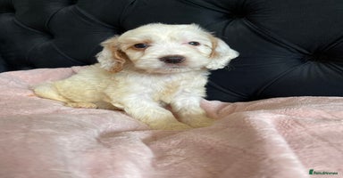 Cockapoo dogs - Advert 4