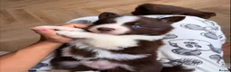 Pomsky dogs for sale: *Ready 1 week* 🇺🇸 Lines Rare Chocolate F3s  - Advert 14