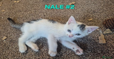 Mixed Breed cats - Advert 10