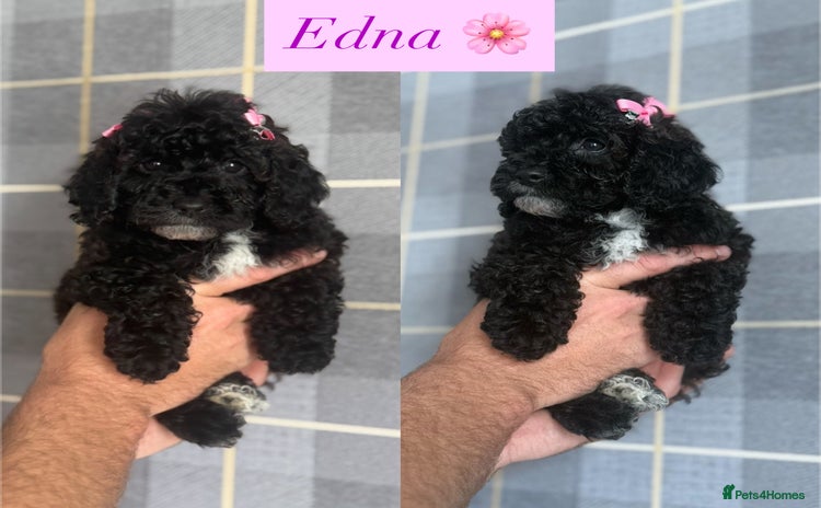Cockapoo dogs - Advert 11