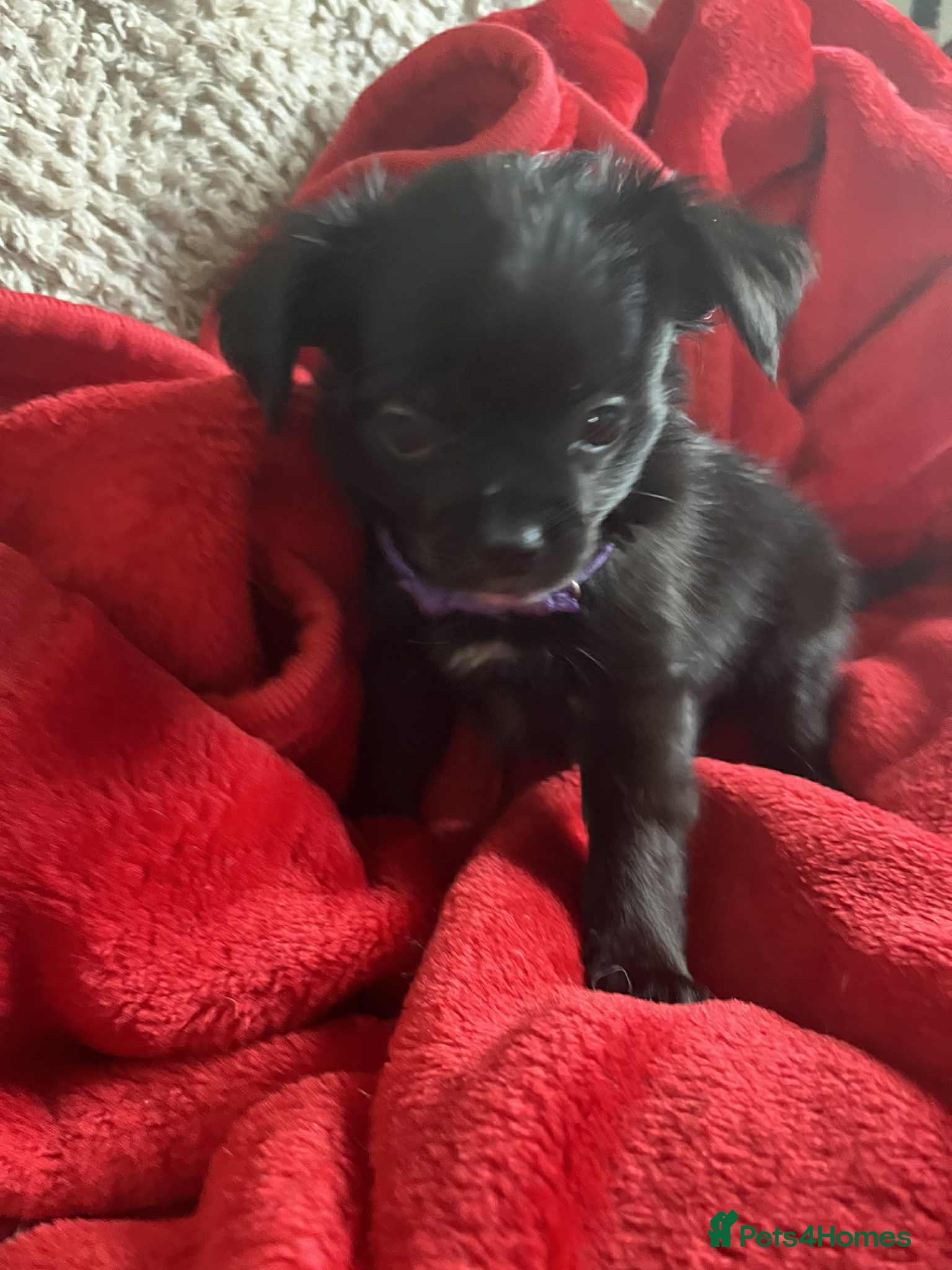 Chug dogs Chug Puppies For Sale - Advert 6