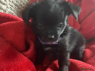 Chug dogs Chug Puppies For Sale - Advert 11