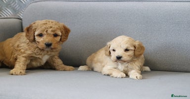 Cavapoochon dogs Cavapoochon puppies for sale - Advert 10