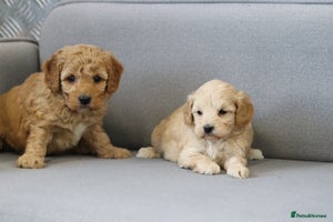 Cavapoochon dogs Cavapoochon puppies for sale - Advert 4