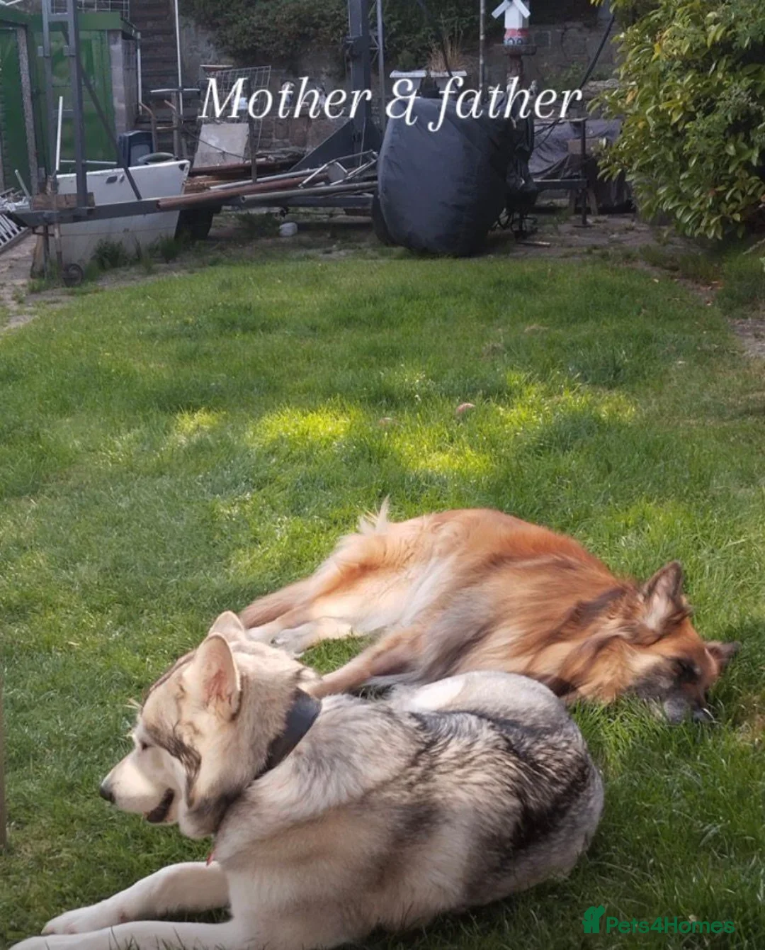 Mixed Breed dogs for sale: Northern Inuit X gsd pups - Advert 11