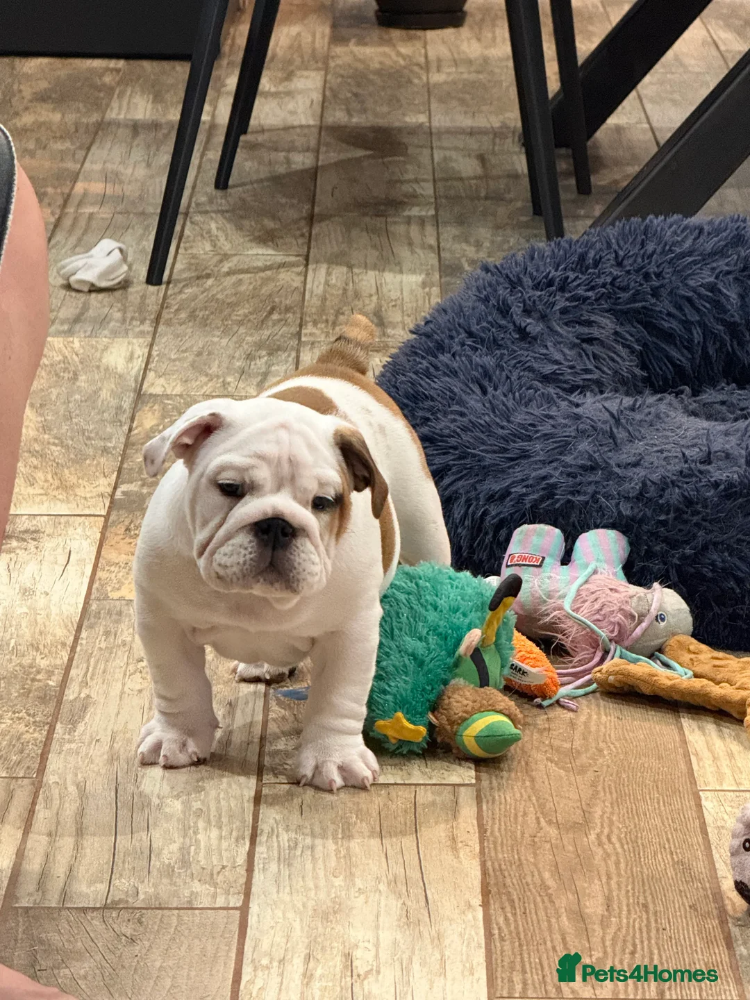 English Bulldog dogs for stud: Gold 🥇Health Tested KC registered Boy in Newport - Advert 17