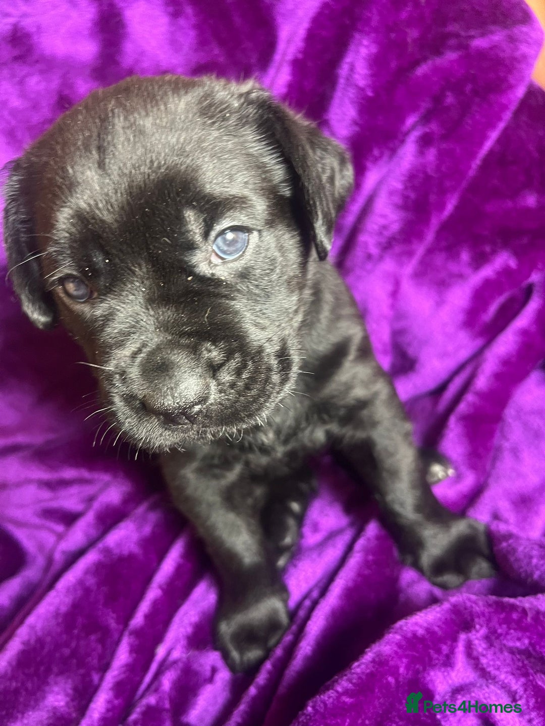 Mixed Breed dogs for sale: Cane Corso × Rottweiler/Bordeaux Puppies All Girls - Image 6