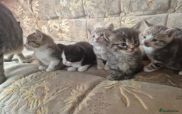 Egyptian Mau cats for sale: Egyptian mau x - Image 13