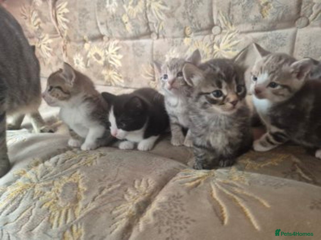 Egyptian Mau cats for sale: Egyptian mau x - Image 13