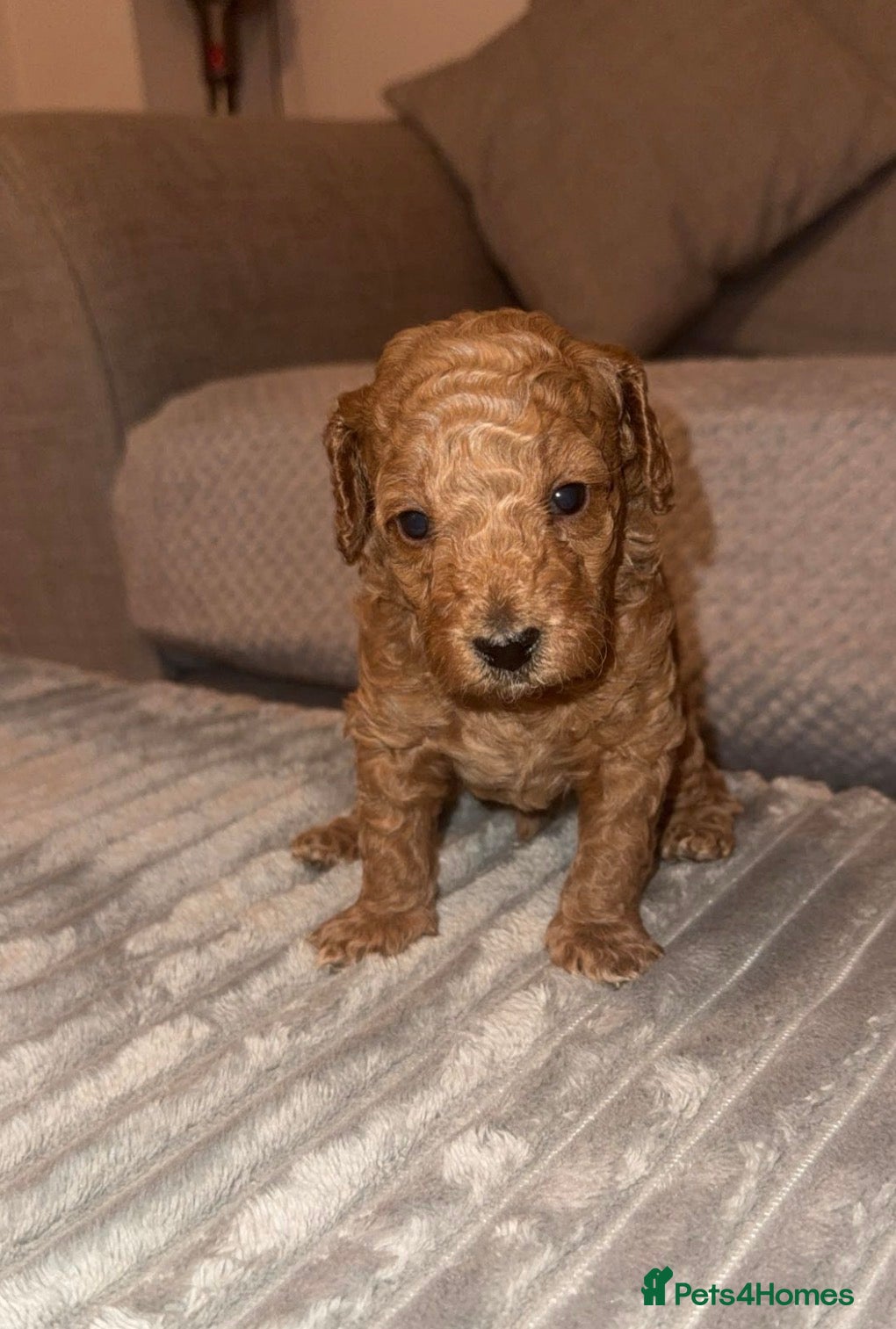 Toy Poodle dogs Toy poodle  - Advert 15