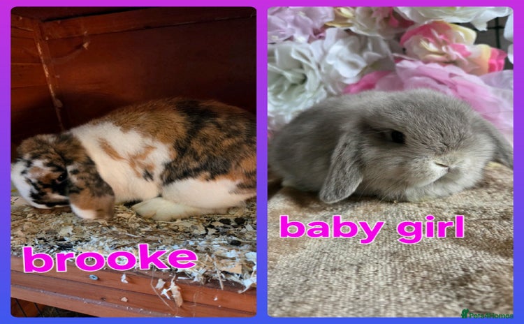 Mini Lop rabbits - Advert 1