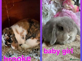 Mini Lop rabbits - Advert 11