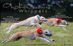 Whippet dogs for sale: Showing / Lure coursing homes wanted.  - Image 19