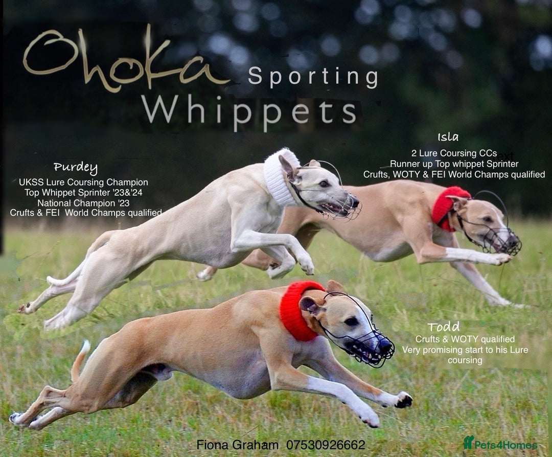 Whippet dogs for sale: Showing / Lure coursing homes wanted.  - Image 19