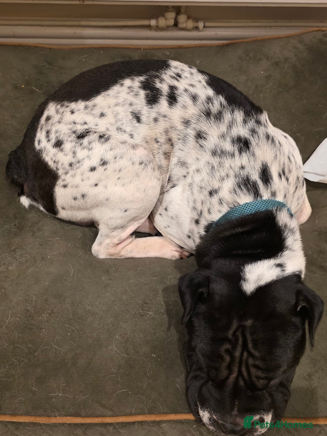 Mixed Breed dogs for sale: Shar pei cross breed - Image 3