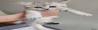 Scottish fold straight eared chinchilla 
