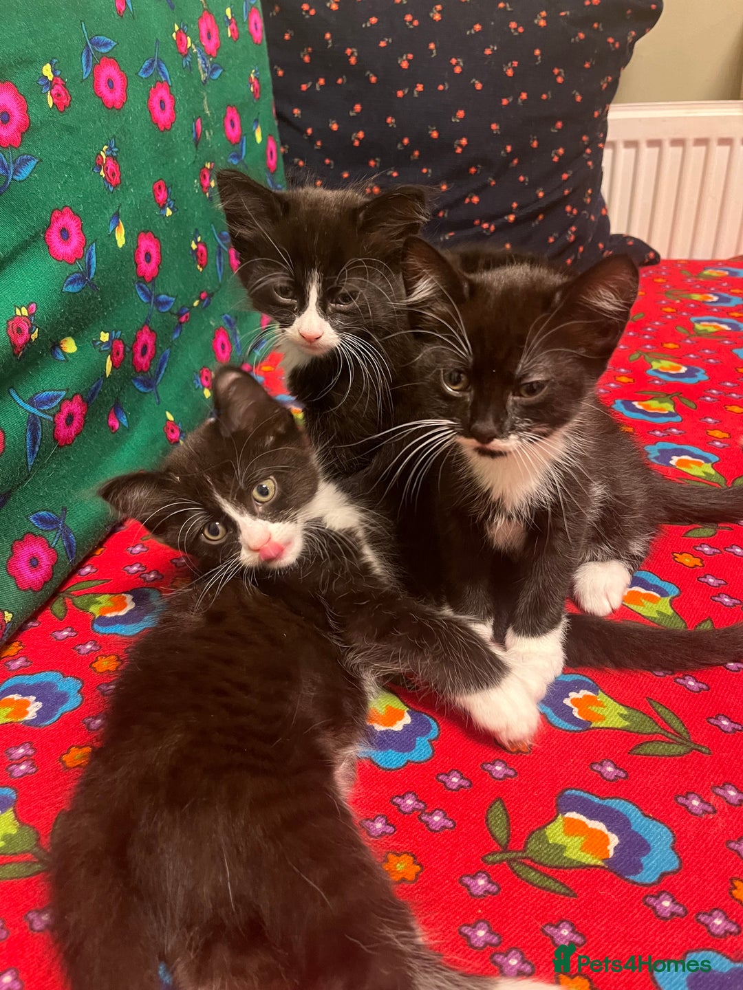 Mixed Breed cats for sale: siamese x siberian tuxedo kittens - Advert 24