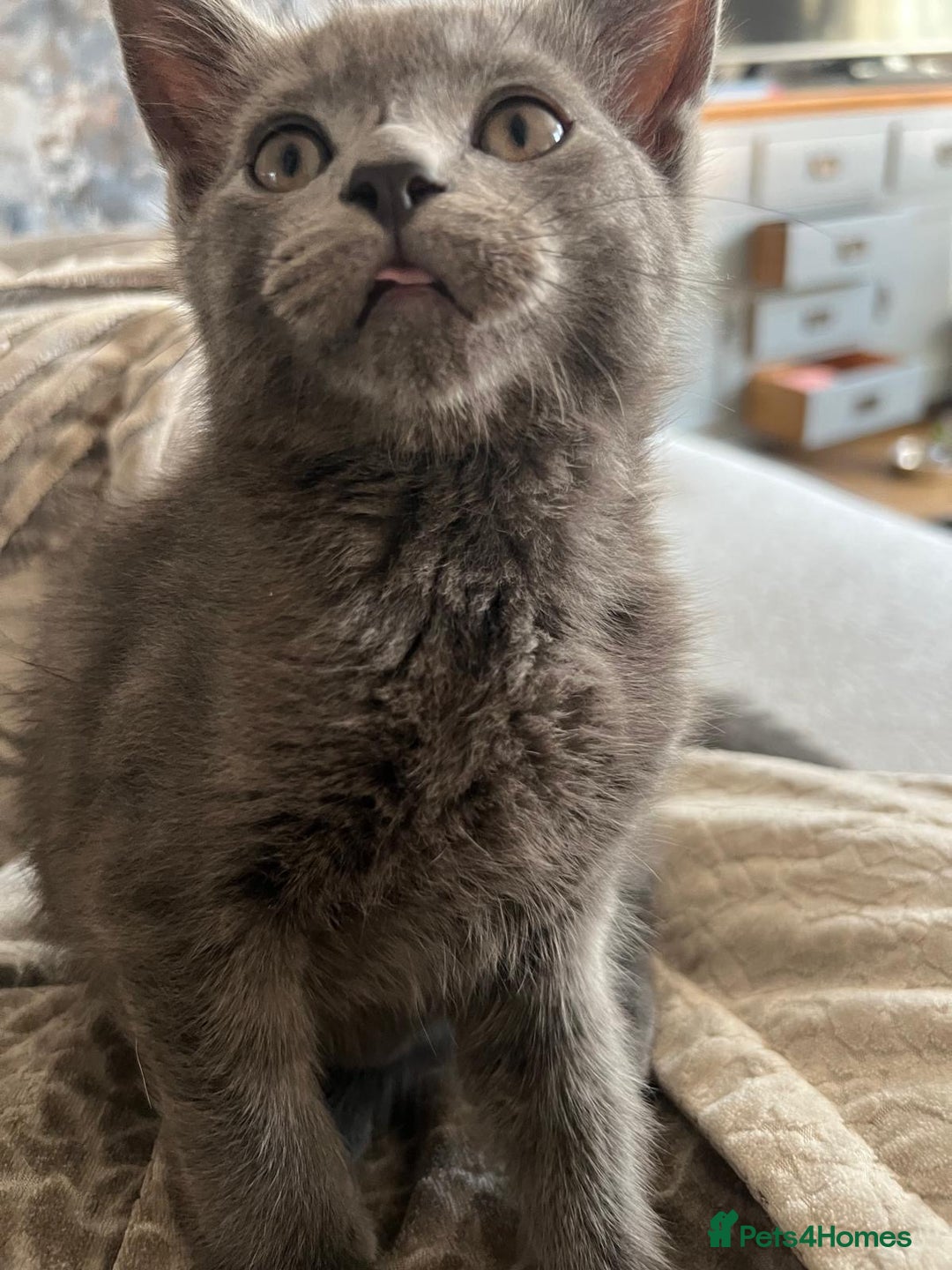 Russian Blue cats for sale: Russian blue boy cross bengal grey - Image 17