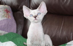 Devon Rex cats for sale: GCCF Devon Rex kittens - Image 5