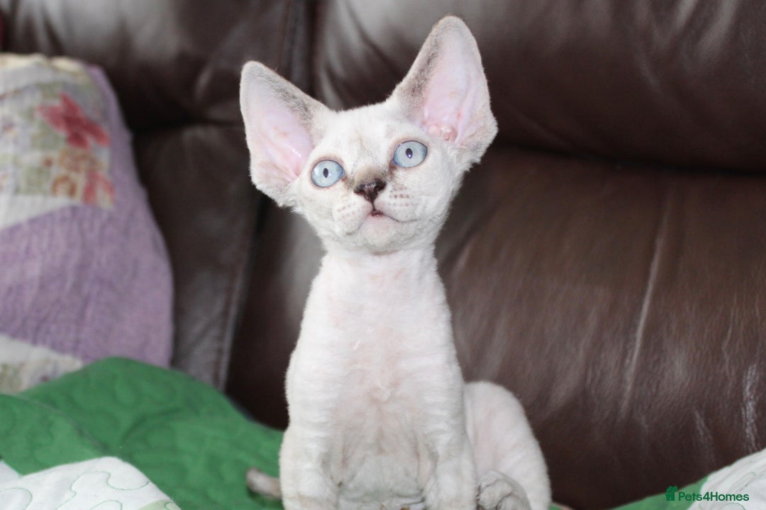 Devon Rex cats for sale: GCCF Devon Rex kittens - Image 5