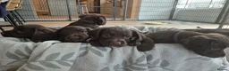 Sprocker dogs for sale: Working Sprocker Chocolate Puppies for sale - Advert 21