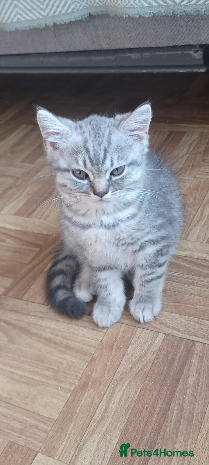 British Shorthair cats British shorthair kittens  - Advert 8