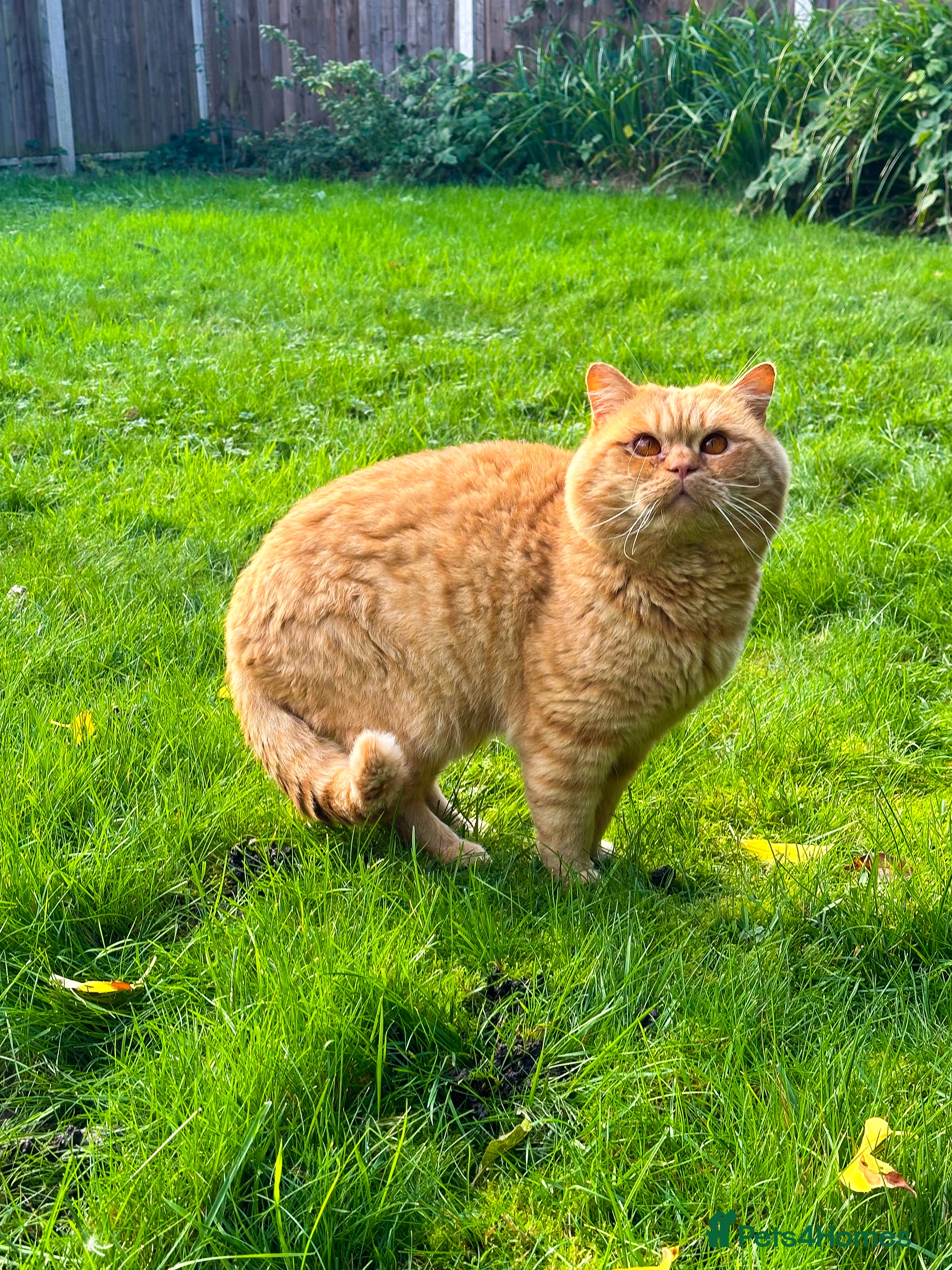 British Shorthair cats TICA REG CINNAMON UNDER RED STUD  - Advert 7