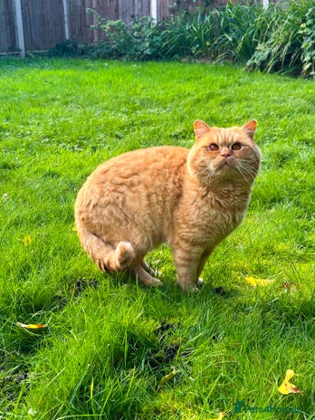 British Shorthair cats TICA REG CINNAMON UNDER RED STUD - Advert 10