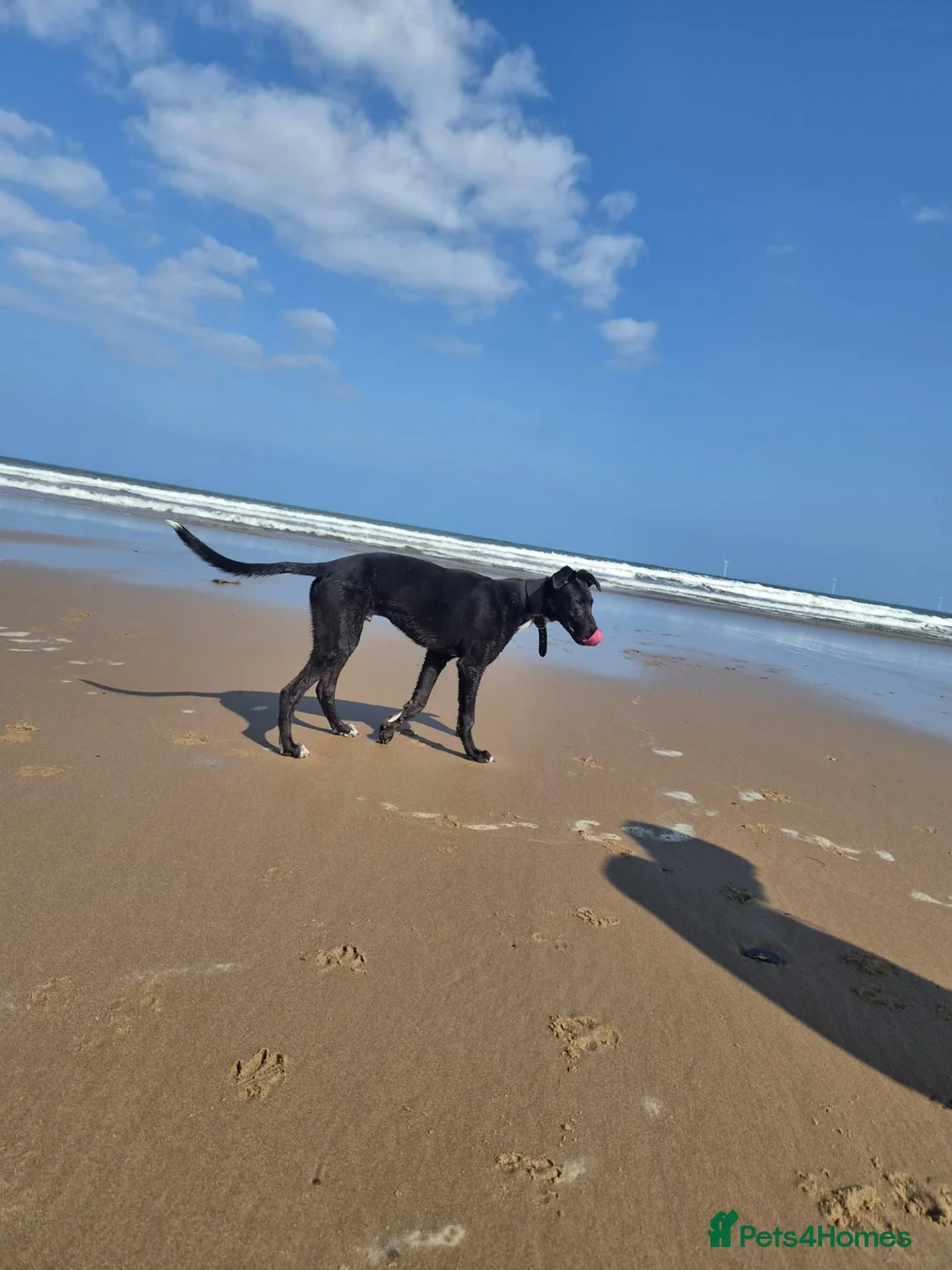 Mixed Breed dogs for sale: Stunning boy in Bedlington - Advert 2