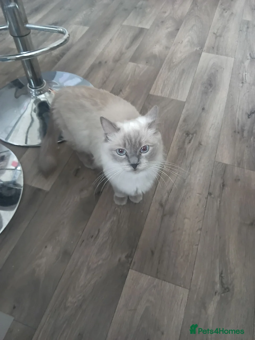 Ragdoll cats for sale: 4 Ragdoll Kittens  - Advert 1