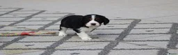 Cavachon dogs for sale: Beautiful Cavachon puppies for sale - Advert 20