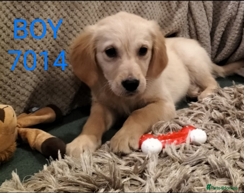 Golden Retriever dogs STUNNING GOLDEN RETRIEVER PUPS - Advert 6