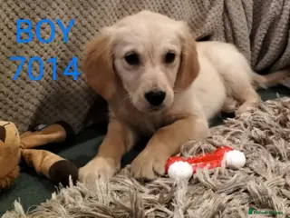 Golden Retriever dogs STUNNING GOLDEN RETRIEVER PUPS - Advert 6