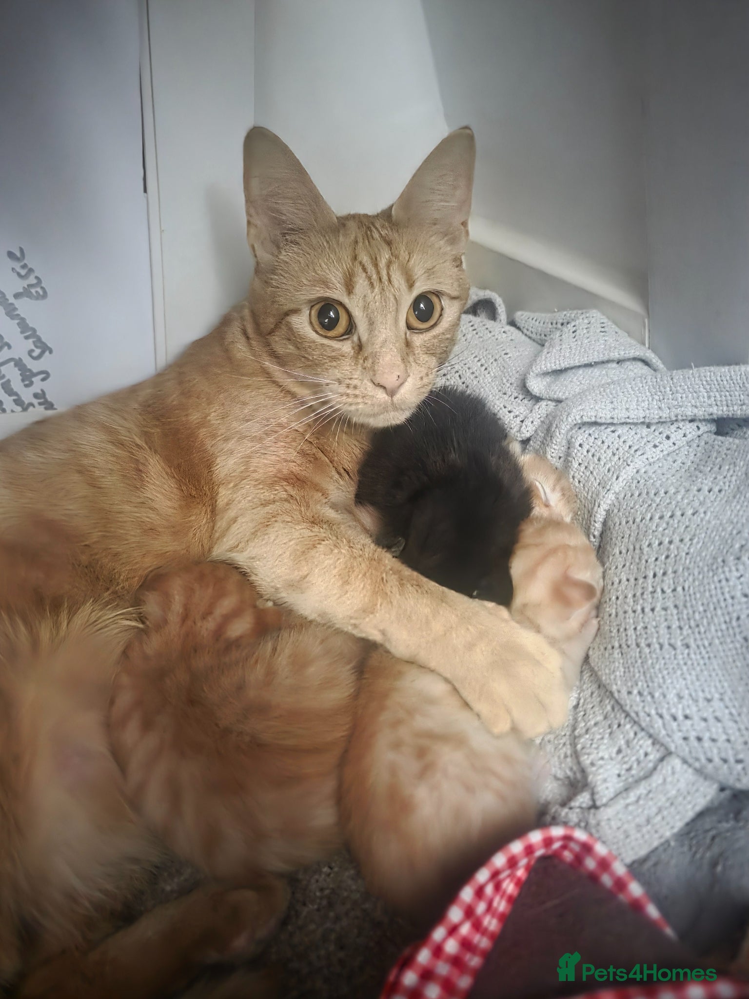 Mixed Breed cats Kittens ready end of June - Advert 14