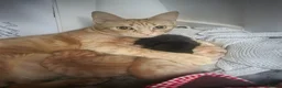 Mixed Breed cats for sale: Kittens ready end of June - Advert 1