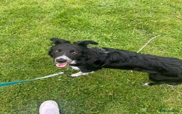 Border Collie dogs for sale: Bella - Border Collie - Image 4
