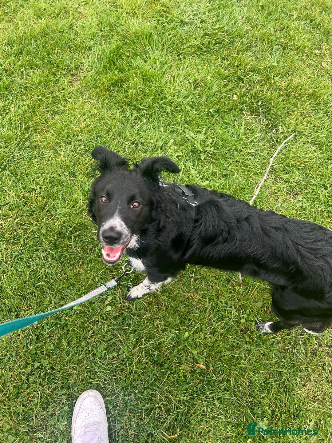 Border Collie dogs for sale: Bella - Border Collie - Image 4