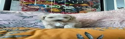 Maltipoo dogs for sale: Toy Maltipoos  - Advert 14