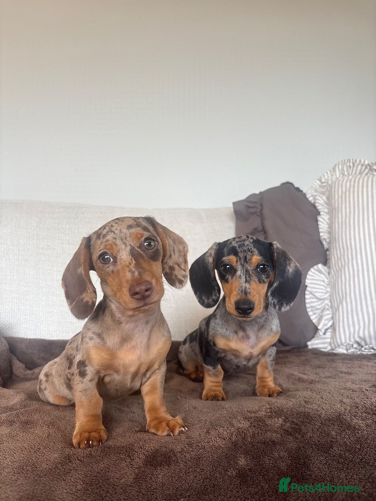 Miniature Dachshund dogs Ready now, 2 stunning dapple miniature dachshunds  - Advert 1
