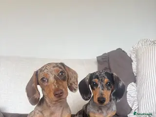 Miniature Dachshund dogs Ready now, 2 stunning dapple miniature dachshunds - Advert 1