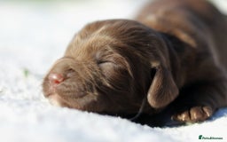 Sprocker dogs for sale: Sprocker ready to steal your heart & your slippers - Image 13