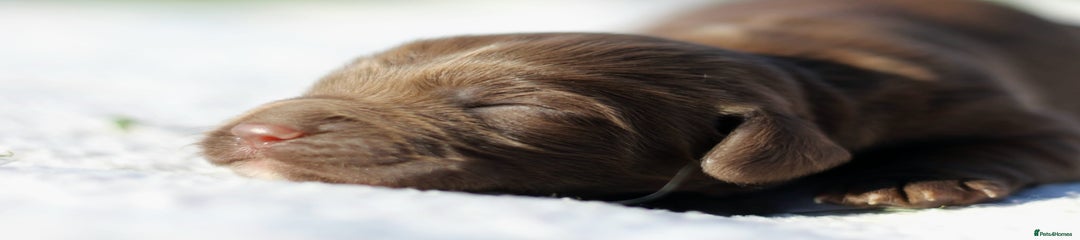 Sprocker Puppy 7
